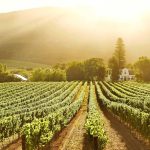 9. Constantia’s Hidden Wine Farms Skip the crowds in Stellenbosch and opt for Constantia’s quaint estates offering slow tastings, scenic picnics, and excellent seasonal pairings.