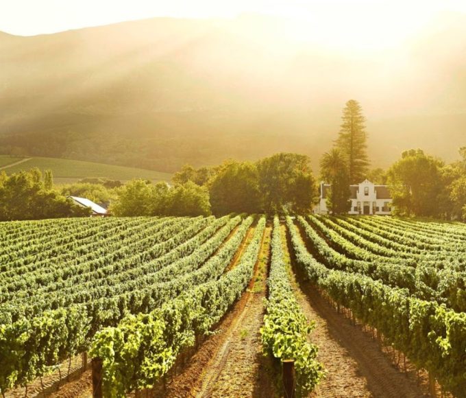9. Constantia’s Hidden Wine Farms Skip the crowds in Stellenbosch and opt for Constantia’s quaint estates offering slow tastings, scenic picnics, and excellent seasonal pairings.