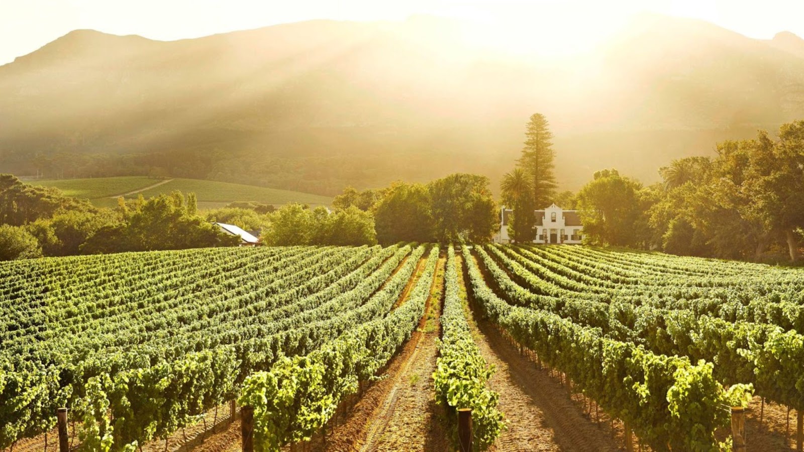 9. Constantia’s Hidden Wine Farms Skip the crowds in Stellenbosch and opt for Constantia’s quaint estates offering slow tastings, scenic picnics, and excellent seasonal pairings.