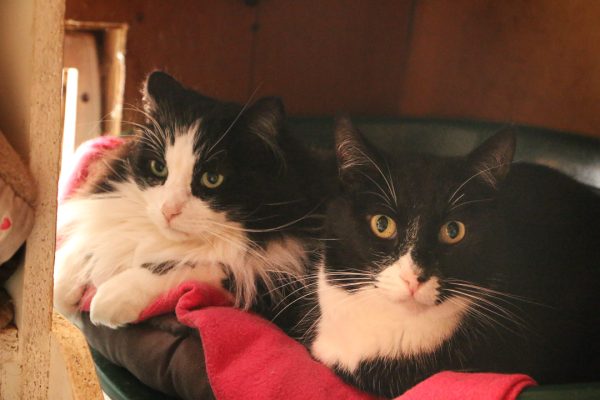 Meet TEARS’ rescued feral cats learning to trust again. Adopt a once-forgotten feline and give them the loving home they deserve.