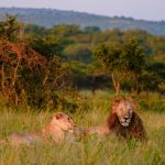 Explore Kruger National Park through photography, birding, stargazing, tracking, and shared safari experiences in the African bush.