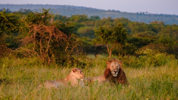 Explore Kruger National Park through photography, birding, stargazing, tracking, and shared safari experiences in the African bush.