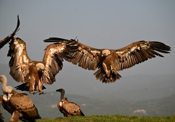 Discover six must-do experiences on South Africa’s Wild Coast, from Mkambati Nature Reserve and Waterfall Bluff to the iconic Sardine Run.
