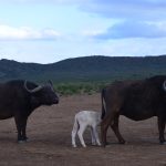 A rare white buffalo calf has been born at a Western Cape reserve near Cape Town. Here is why this sighting matters.