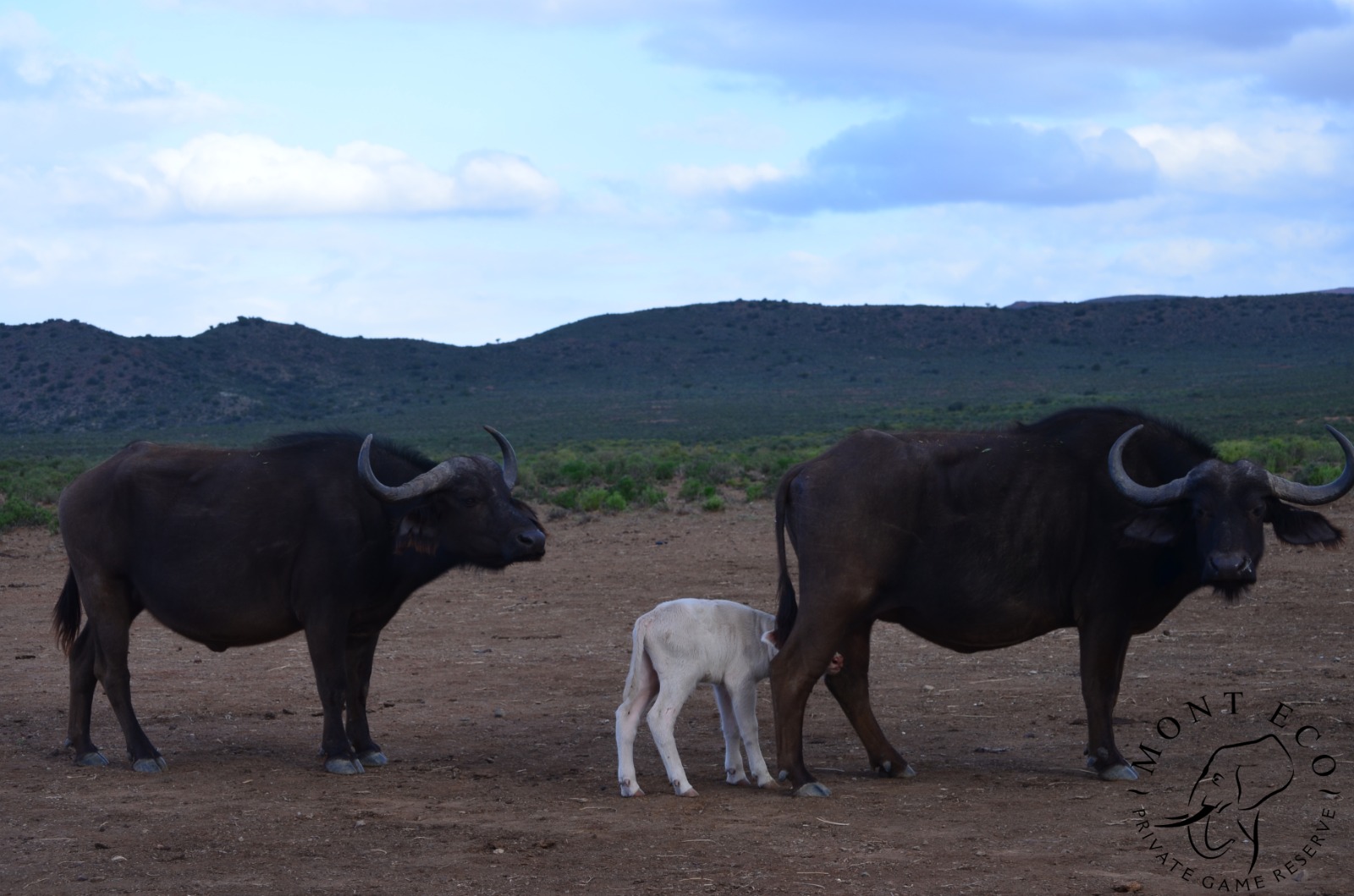 A rare white buffalo calf has been born at a Western Cape reserve near Cape Town. Here is why this sighting matters.