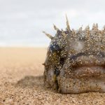Highly toxic puffer fish have washed ashore at Muizenberg and Camps Bay. Authorities warn the public to keep pets away.