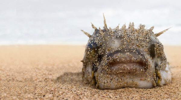 Highly toxic puffer fish have washed ashore at Muizenberg and Camps Bay. Authorities warn the public to keep pets away.