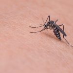 Malaria cases are rising in Gauteng. See symptoms, travel risks and how to protect yourself.
