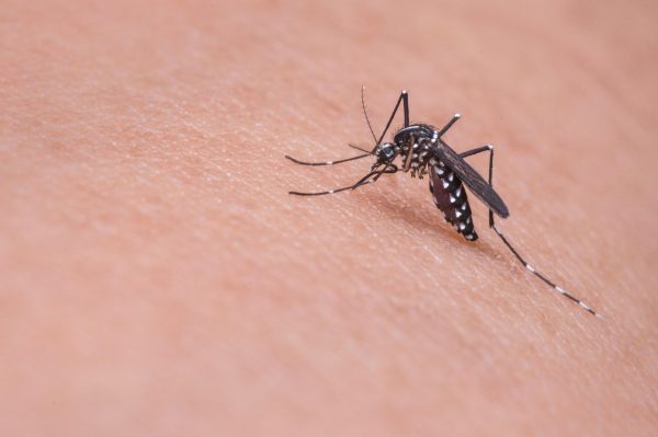 Malaria cases are rising in Gauteng. See symptoms, travel risks and how to protect yourself.