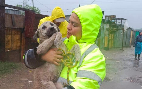 Severe weather has damaged parts of the Animal Welfare Society of South Africa as rescue teams appeal for urgent public support.