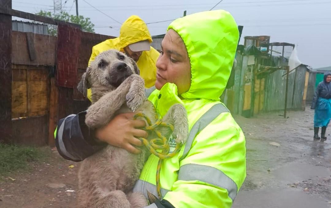 Severe weather has damaged parts of the Animal Welfare Society of South Africa as rescue teams appeal for urgent public support.