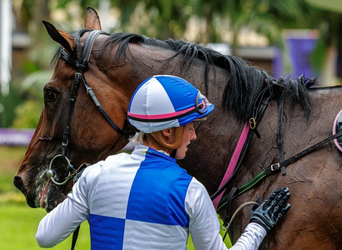Young thoroughbred racehorse training at the Hollywood Group Ashburton training centre ahead of the Durban July.