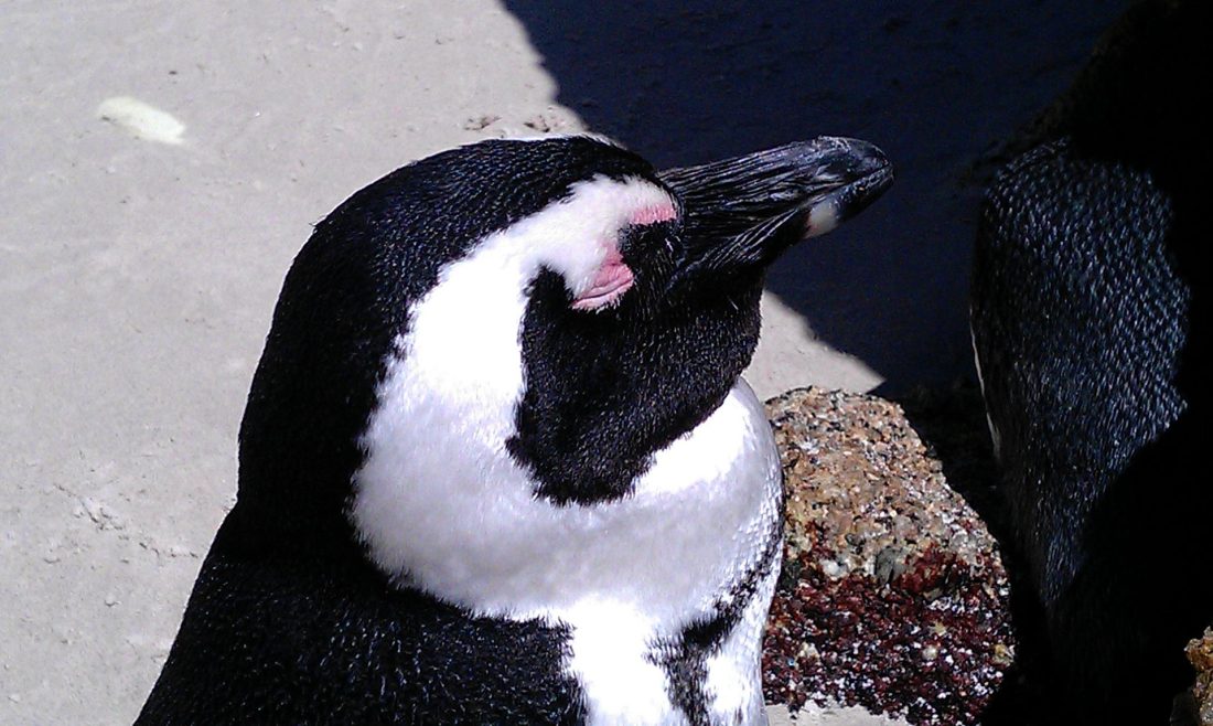 African penguins standing between granite boulders at Boulders Beach