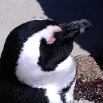 African penguins standing between granite boulders at Boulders Beach