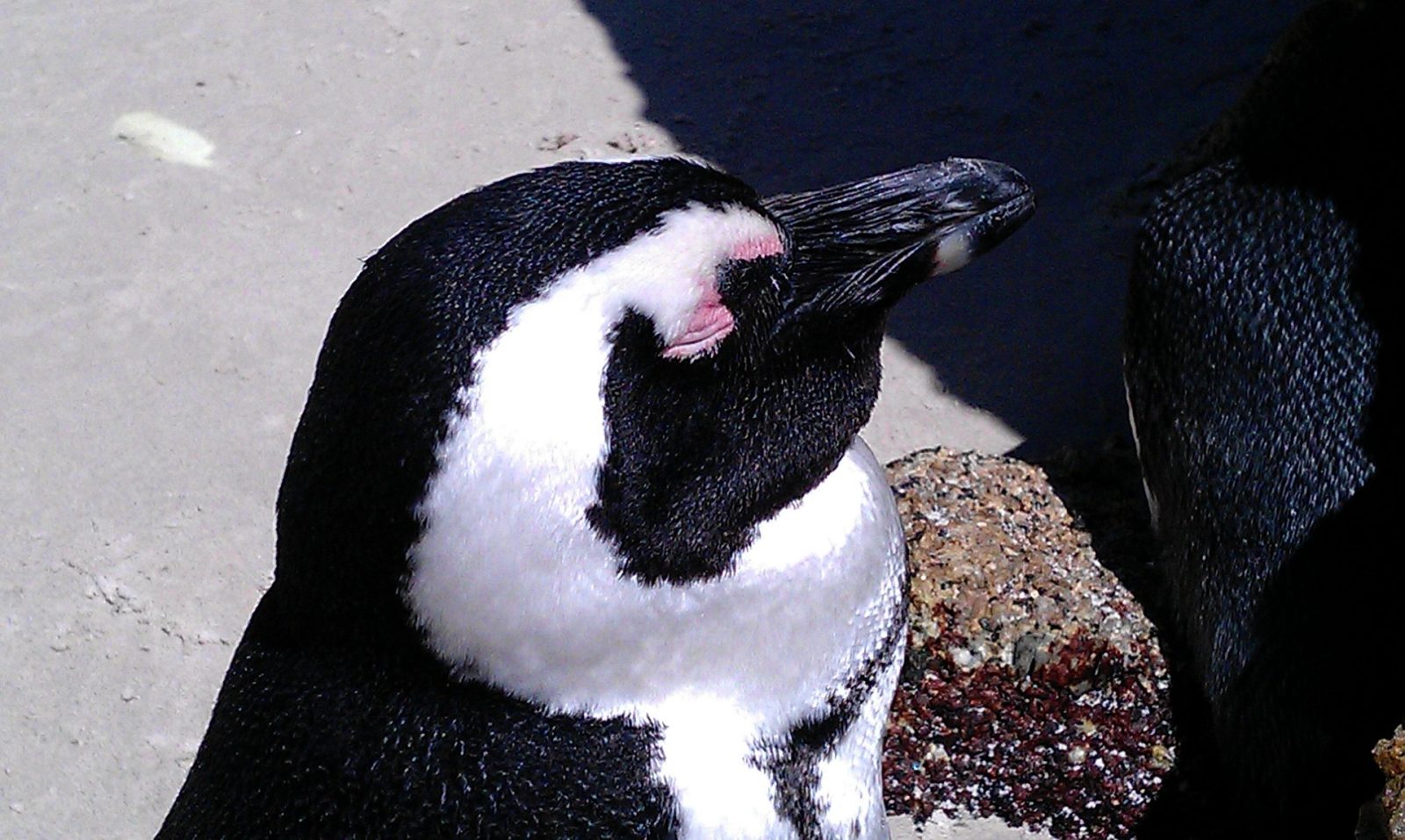 African penguins standing between granite boulders at Boulders Beach