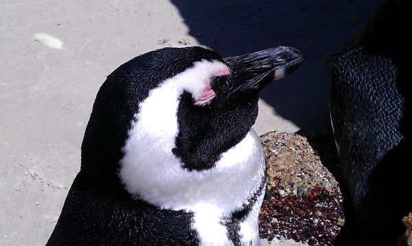 African penguins standing between granite boulders at Boulders Beach
