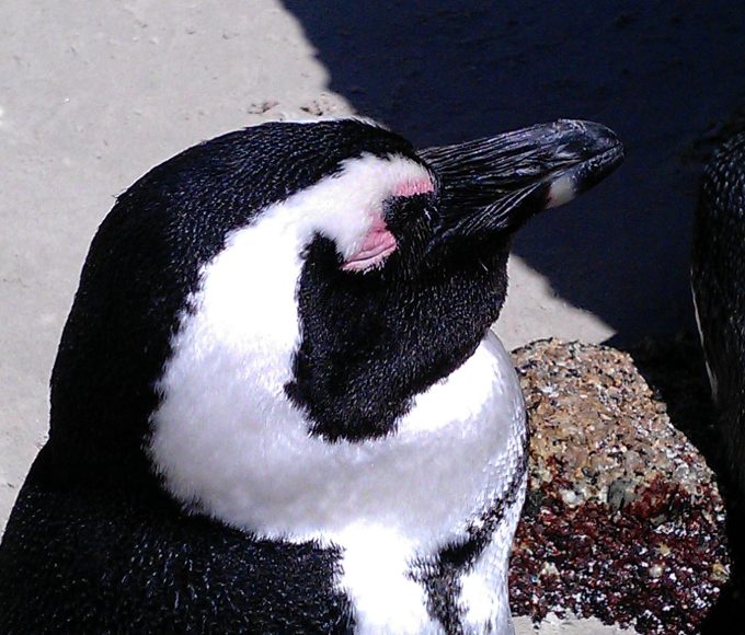 African penguins standing between granite boulders at Boulders Beach